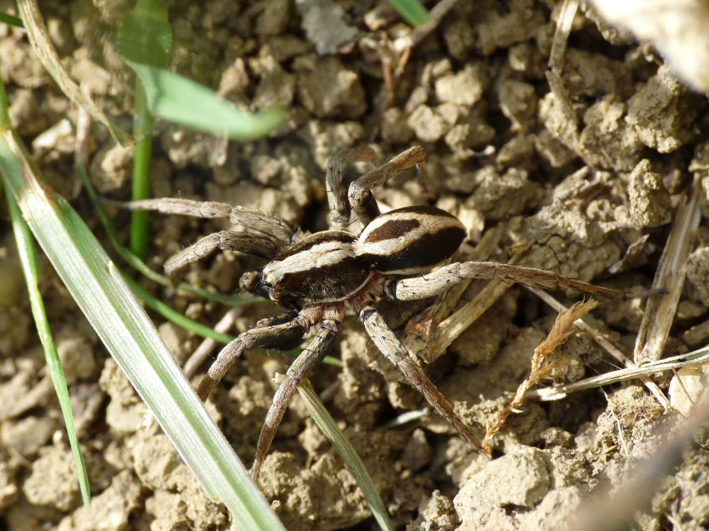 Alopecosa albofasciata maschio e femmina - Tolfa (RM)